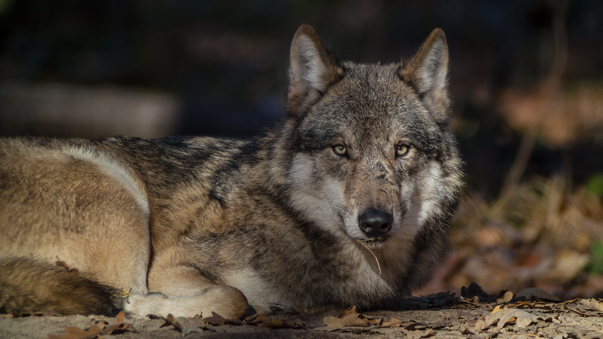 EUROPÄISCHER GRAUWOLF (CANIS LUPUS LUPUS)