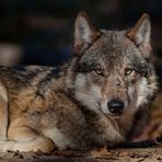 EUROPÄISCHER GRAUWOLF (CANIS LUPUS LUPUS)