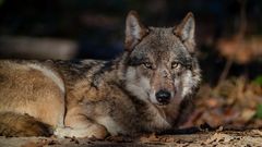 EUROPÄISCHER GRAUWOLF (CANIS LUPUS LUPUS)