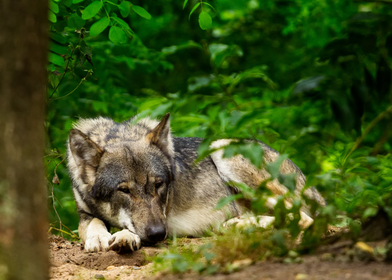 Europäischer Grauwolf (Canis lupus lupus)