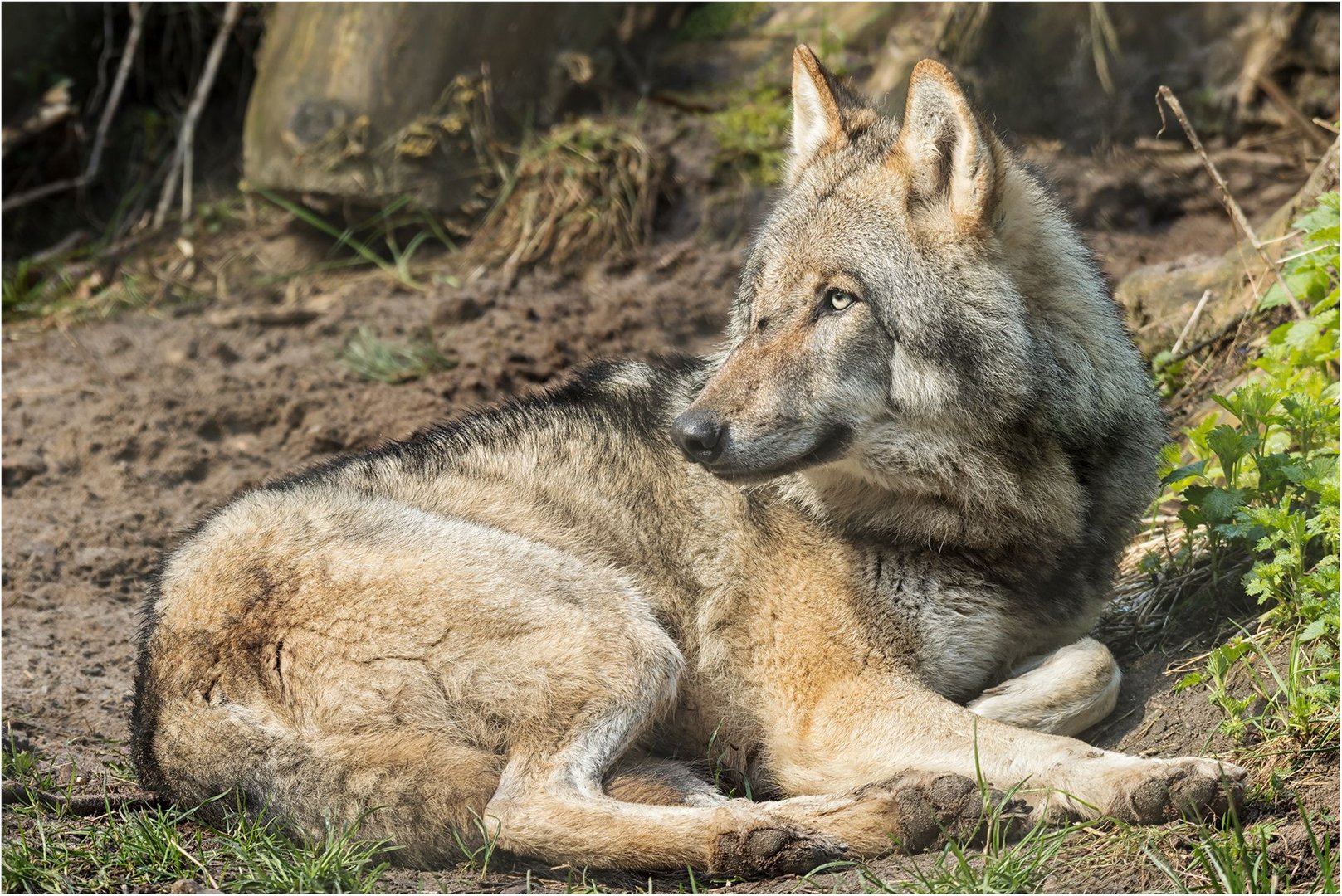 Europäischer Grauwolf