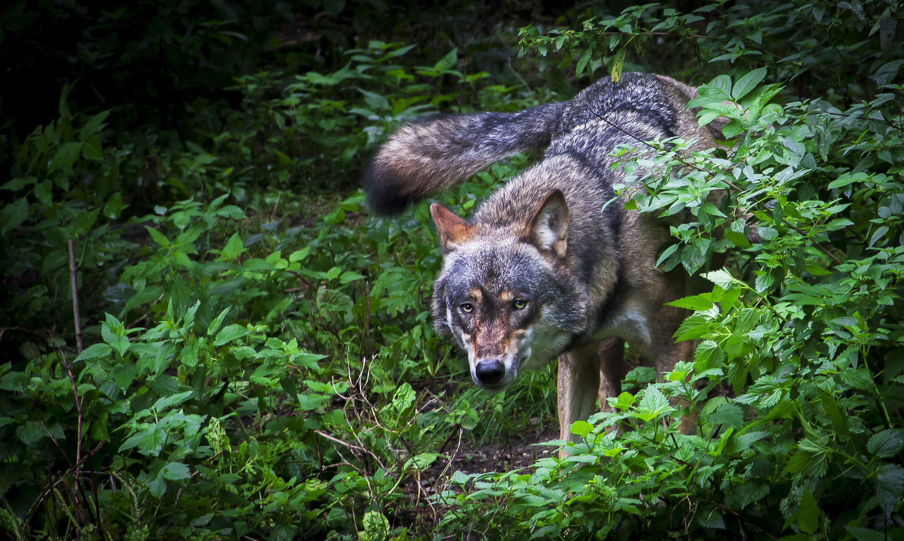 Europäischer Grauwolf