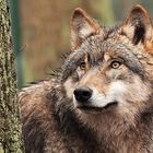 Europäischer Grauwolf