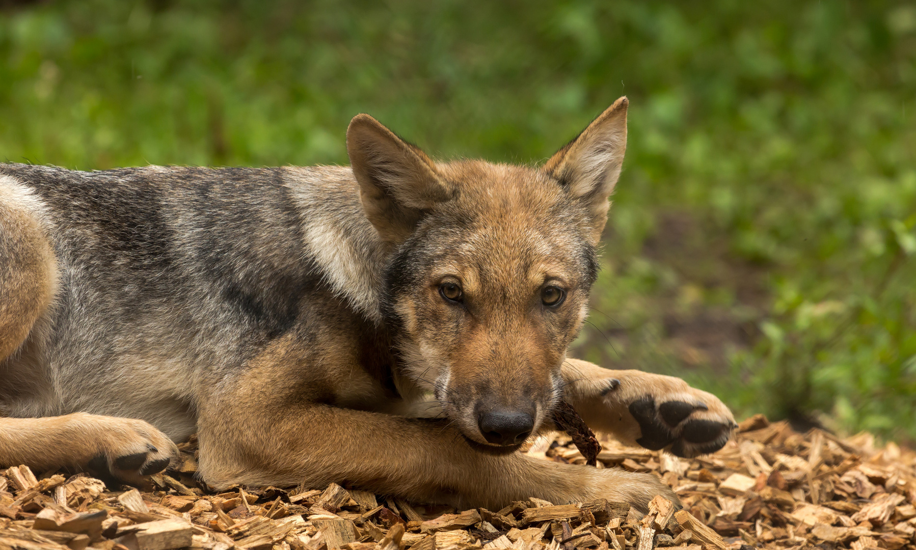 Europäischer Grauwolf ......der Neue