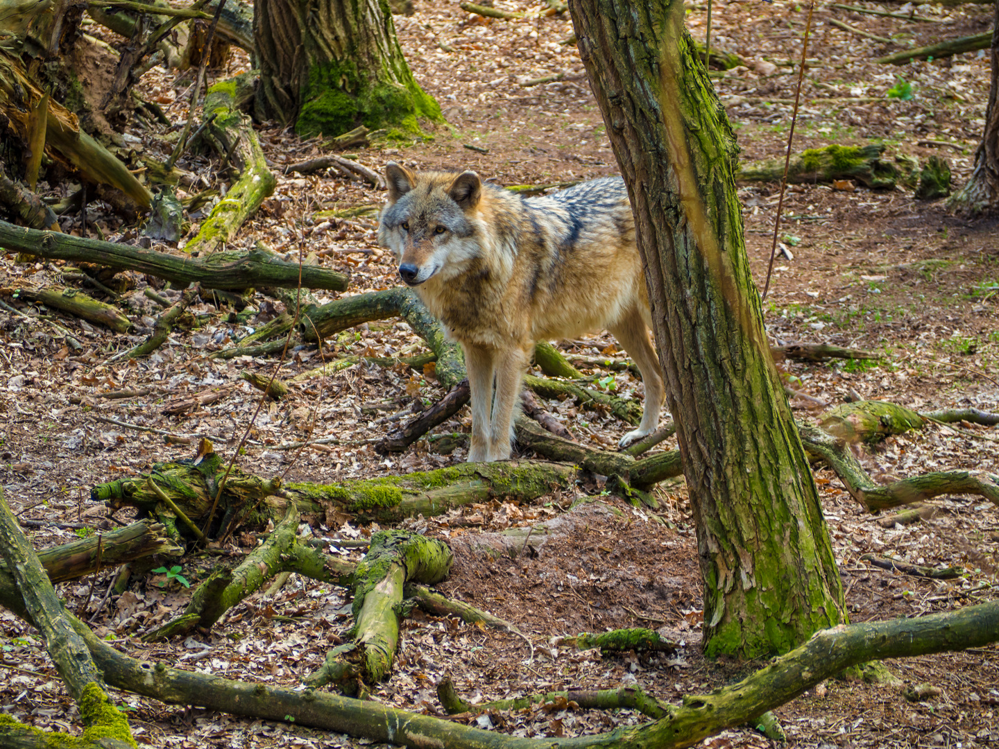 Europäischer Grauwolf