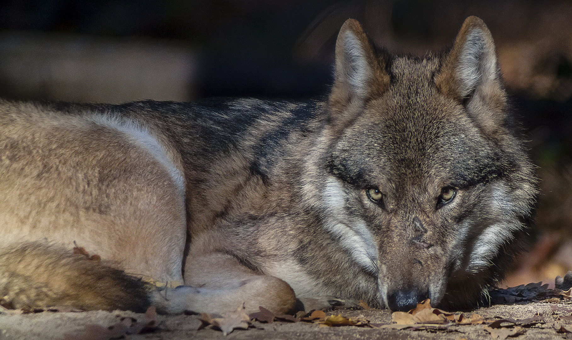  EUROPÄISCHER GRAUWOLF II (CANIS LUPUS LUPUS)