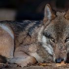  EUROPÄISCHER GRAUWOLF II (CANIS LUPUS LUPUS)