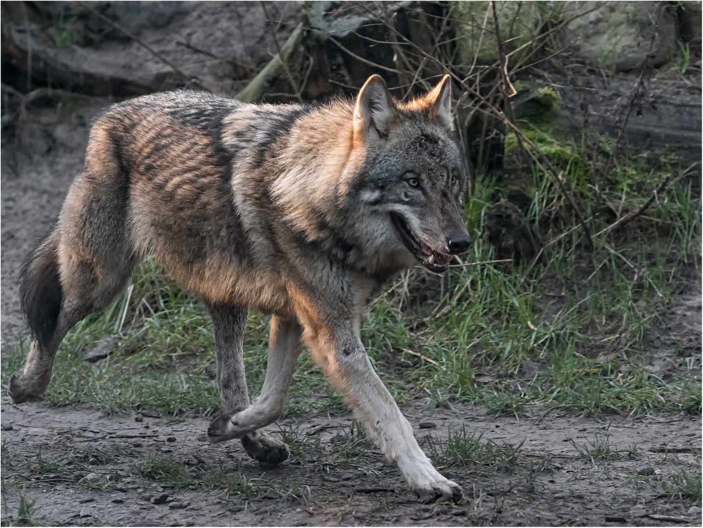 Europäischer Grauwolf in Bewegung