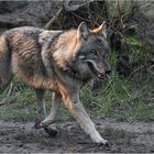 Europäischer Grauwolf in Bewegung