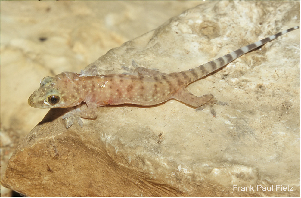 Europäischer Halbfinger | Hemidactylus turcicus