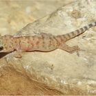 Europäischer Halbfinger | Hemidactylus turcicus