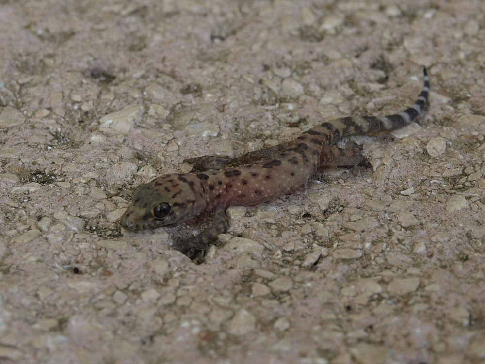 Europäischer Halbfingergecko