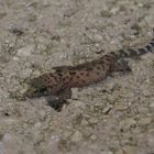 Europäischer Halbfingergecko