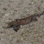 Europäischer Halbfingergecko