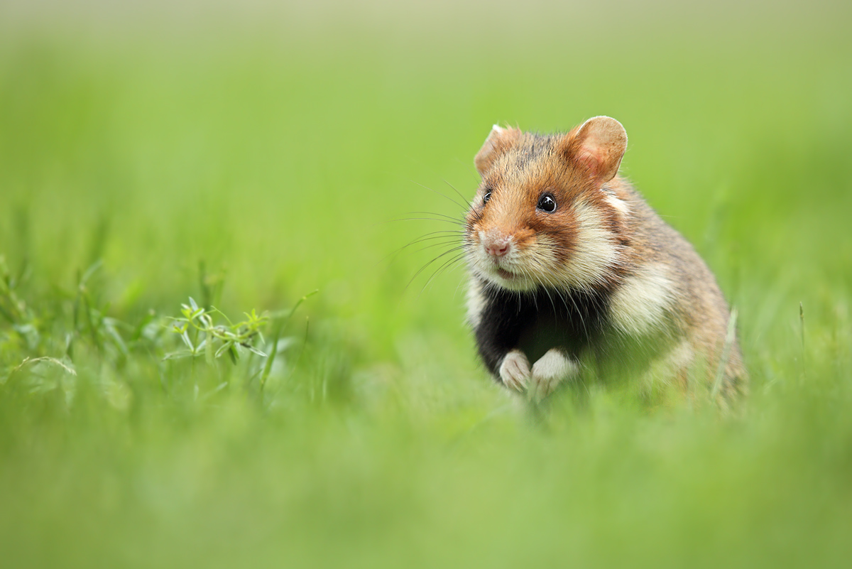 Europäischer Hamster