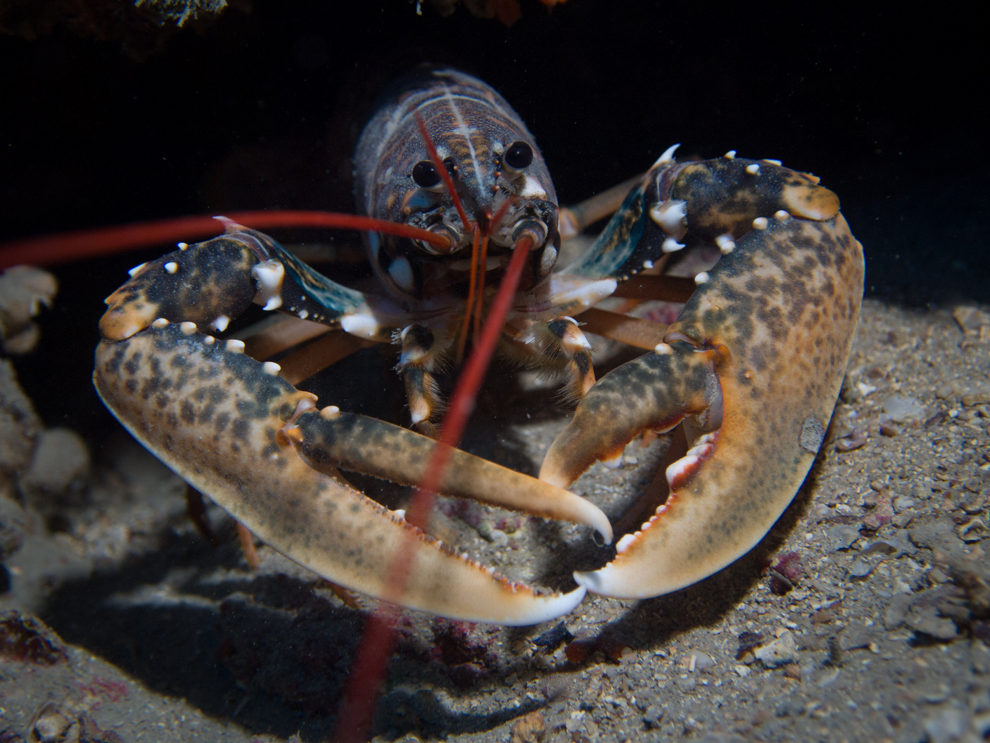 Europäischer Hummer Foto & Bild tiere, wildlife, krebse Bilder auf
