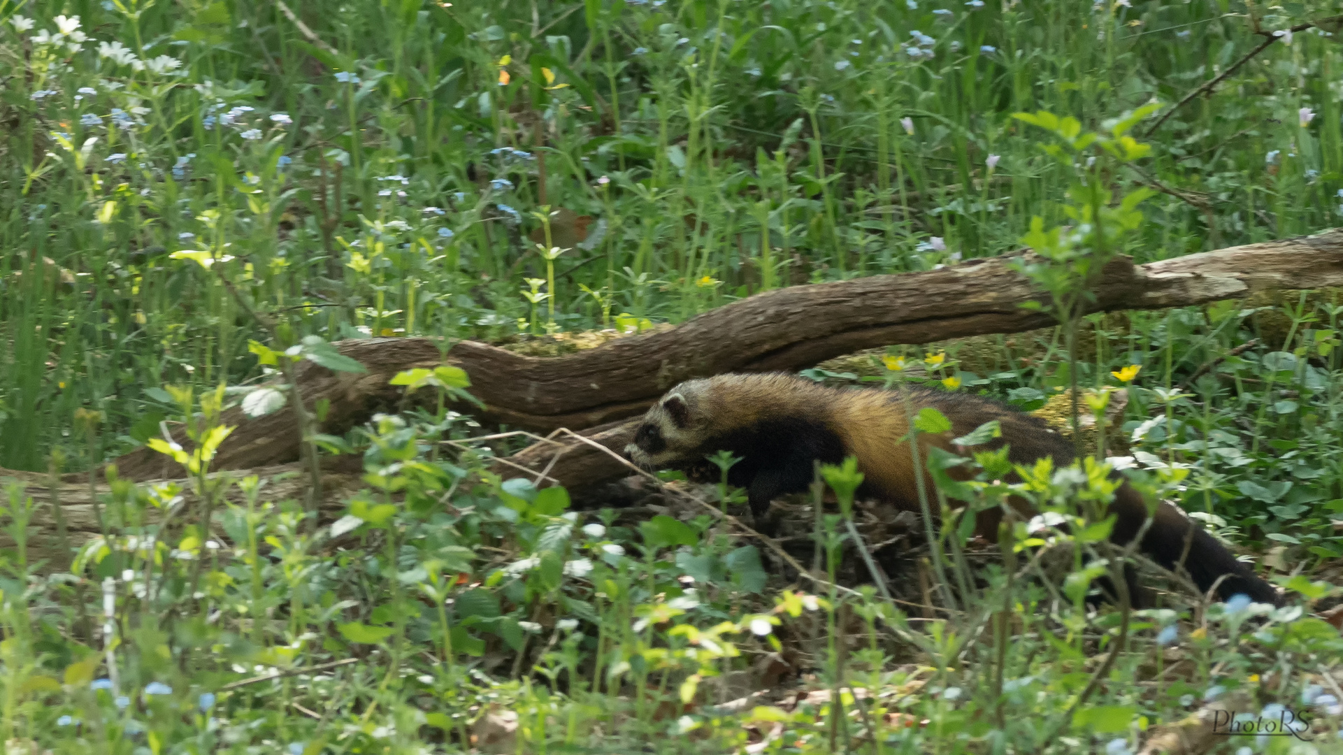 Europäischer Iltis oder Waldiltis (Mustela putorius)