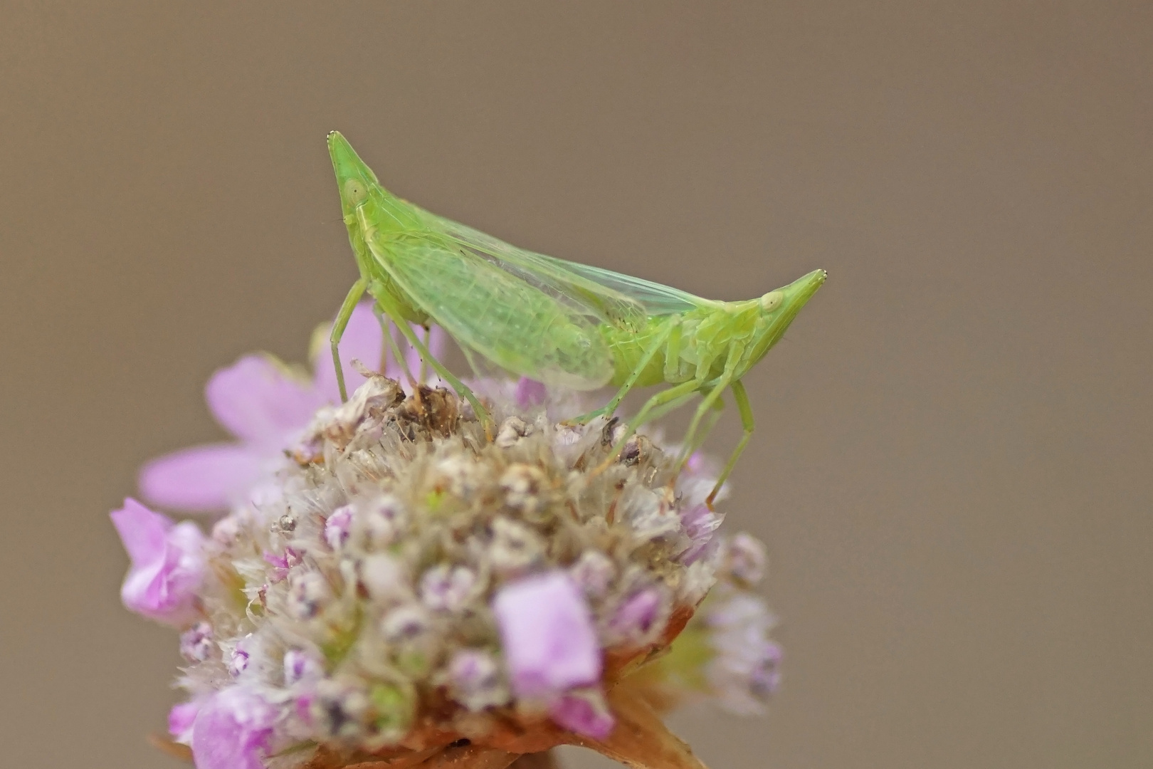 Europäischer Laternenträger (Dictyophara europaea)