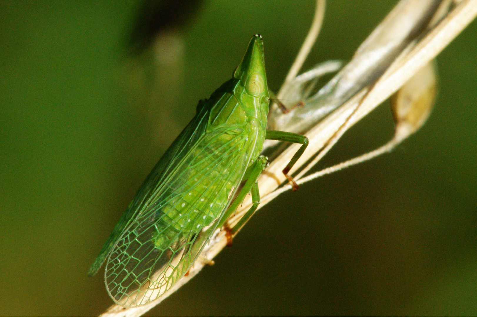 Europäischer Laternenträger, Dictyophara europaea