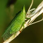 Europäischer Laternenträger, Dictyophara europaea