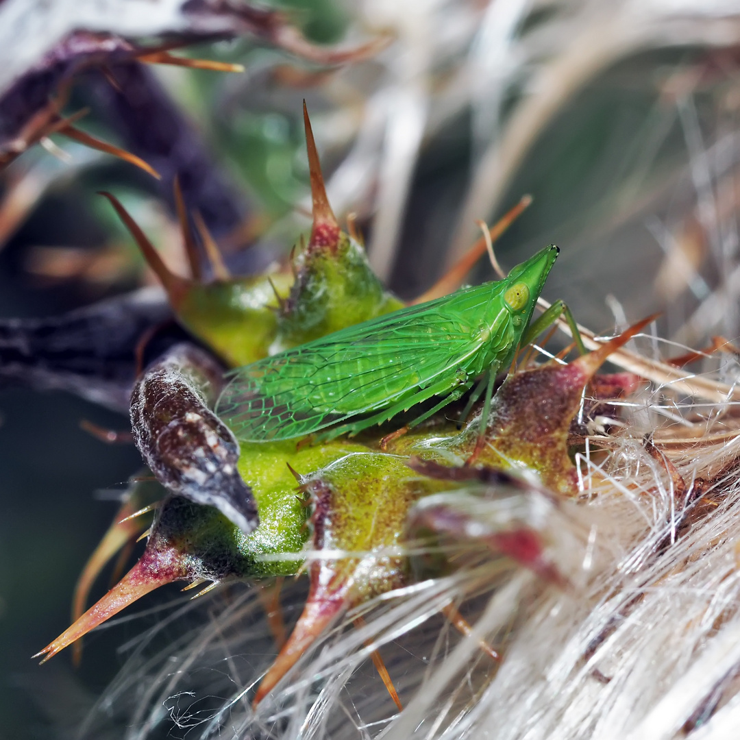 Europäischer Laternenträger (Dictyophara Europaea) (Homoptera Dictyopharidae)