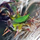 Europäischer Laternenträger (Dictyophara Europaea) (Homoptera Dictyopharidae)