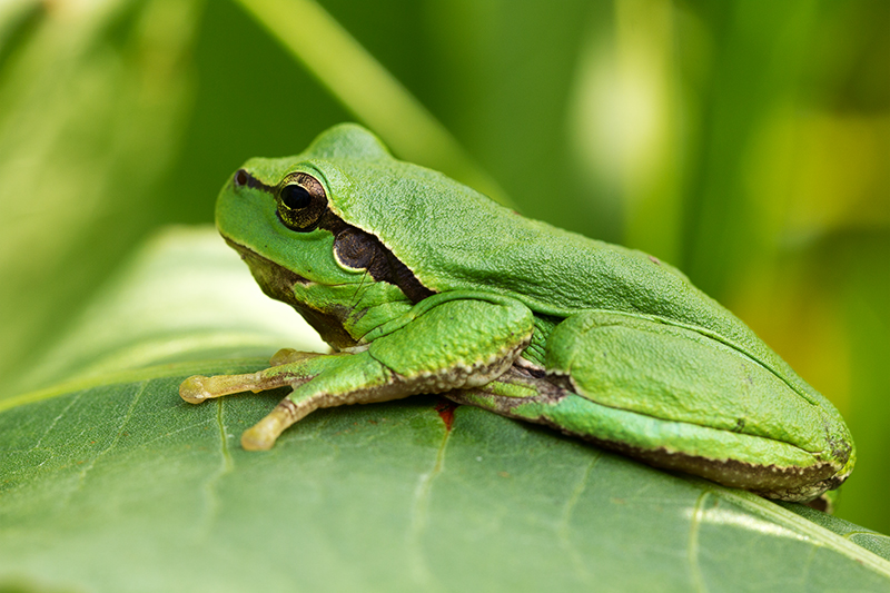 Europäischer Laubfrosch