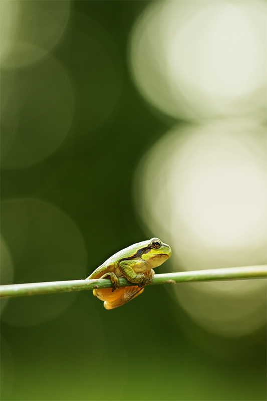 Europäischer Laubfrosch