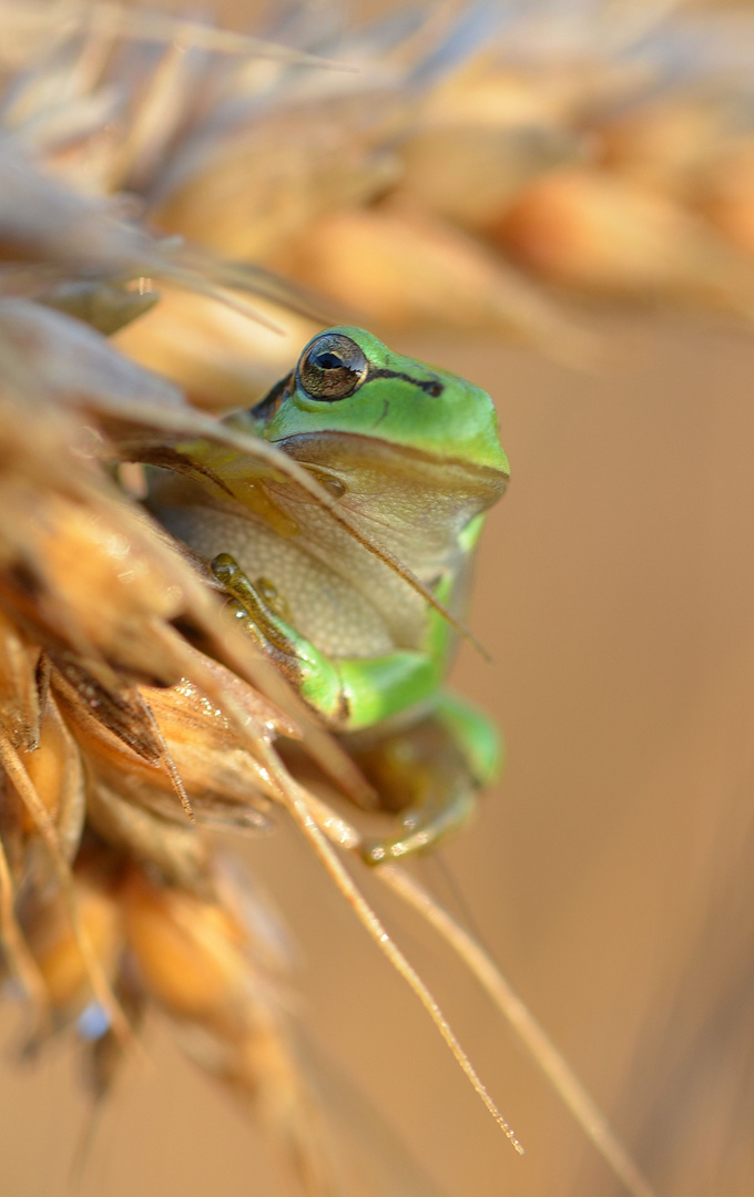 europäischer laubfrosch