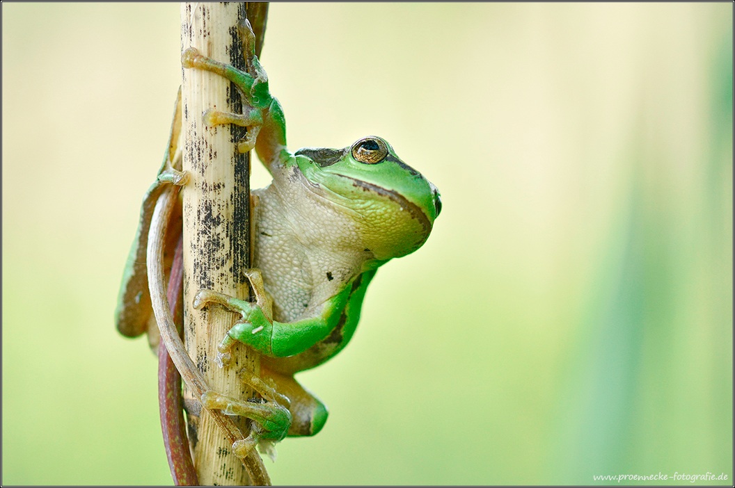 Europäischer Laubfrosch