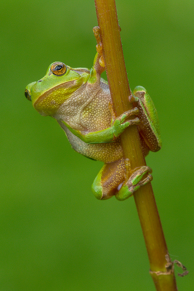 Europäischer Laubfrosch