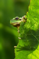 Europäischer Laubfrosch