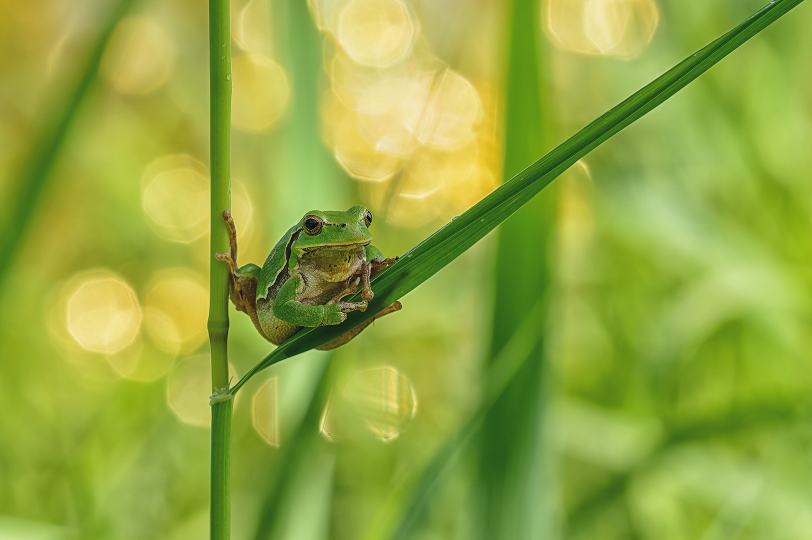 Europäischer Laubfrosch