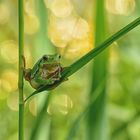 Europäischer Laubfrosch