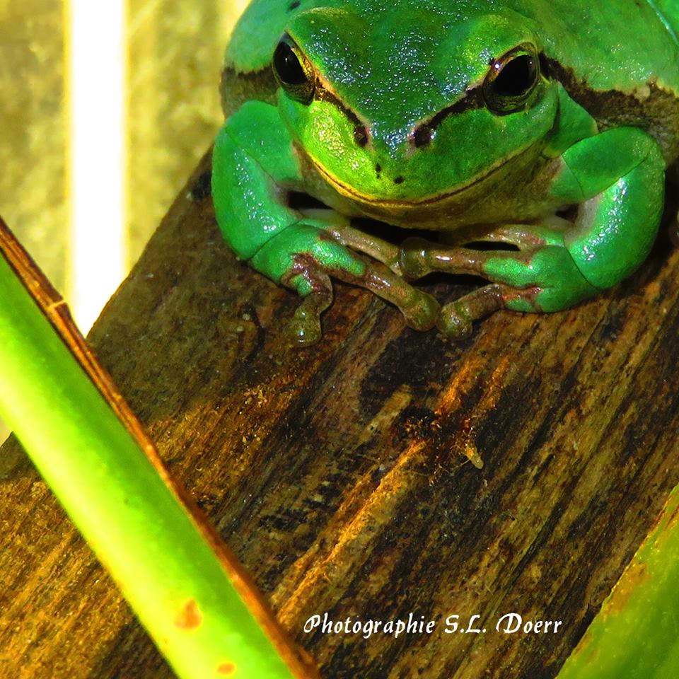 Europäischer Laubfrosch