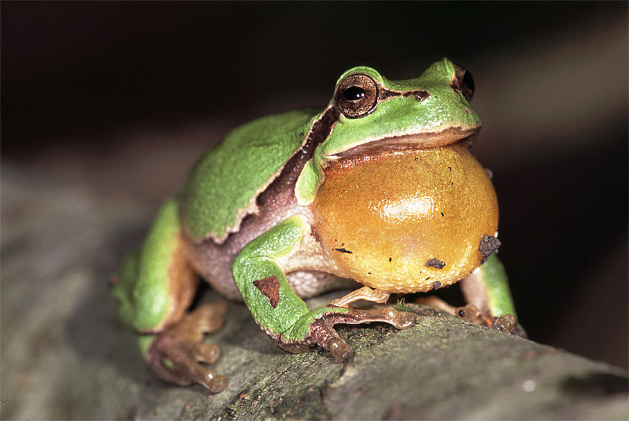 Europäischer Laubfrosch