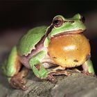 Europäischer Laubfrosch