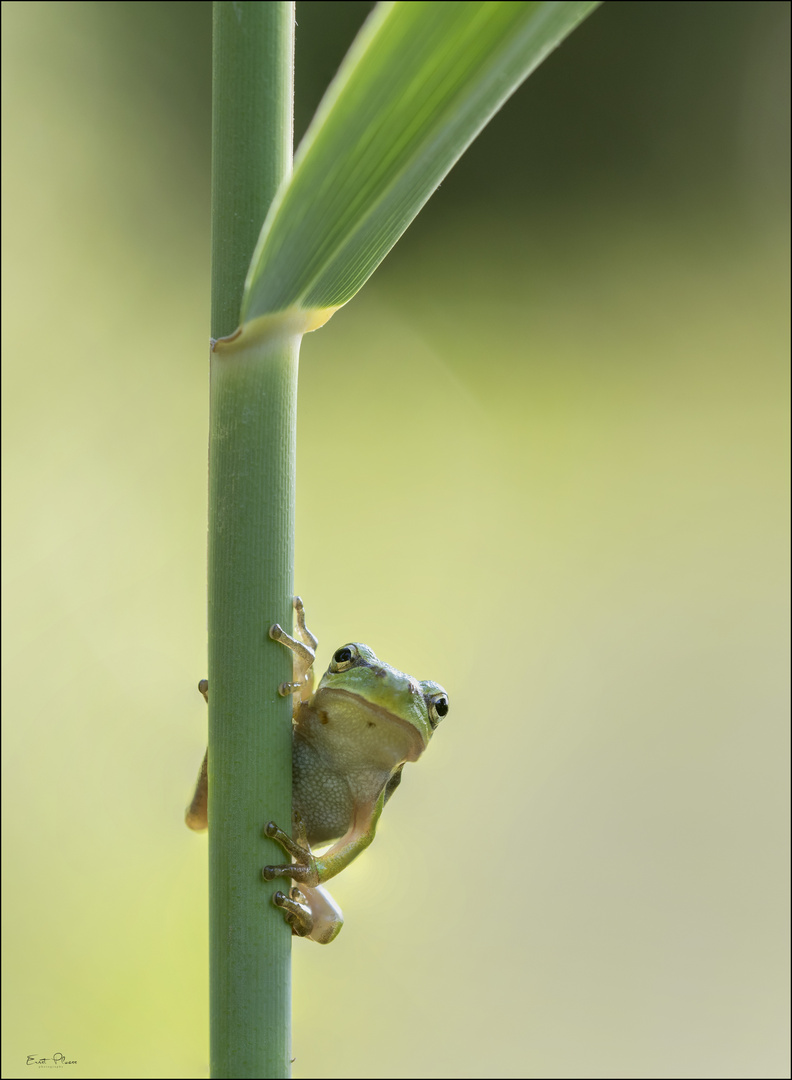 Europäischer Laubfrosch