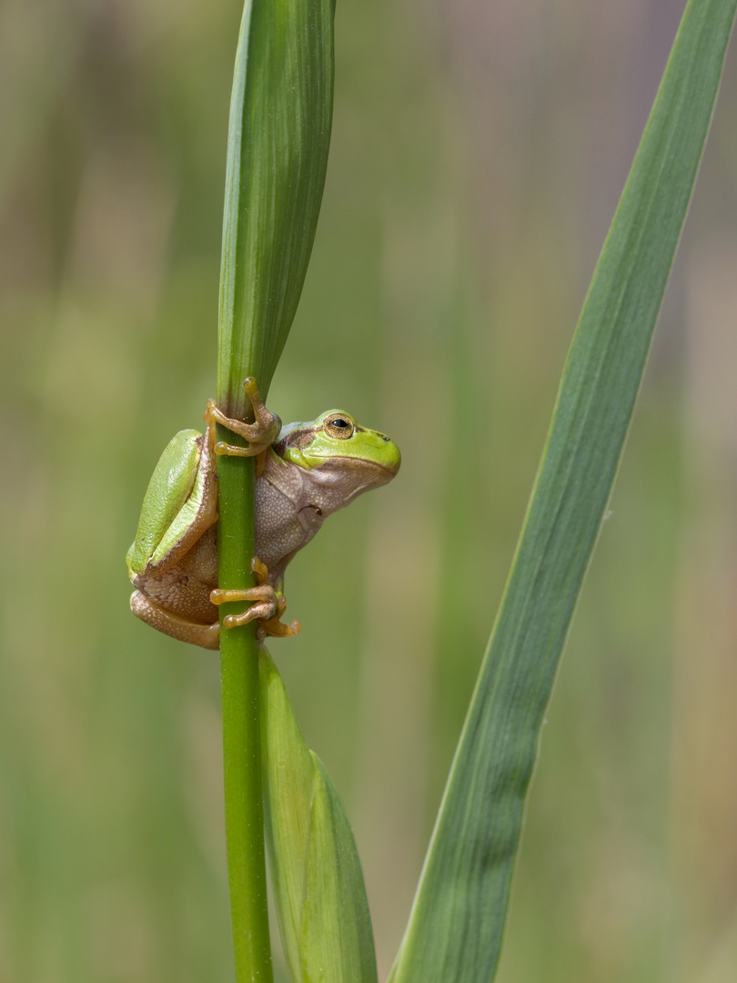 Europäischer Laubfrosch