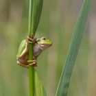 Europäischer Laubfrosch