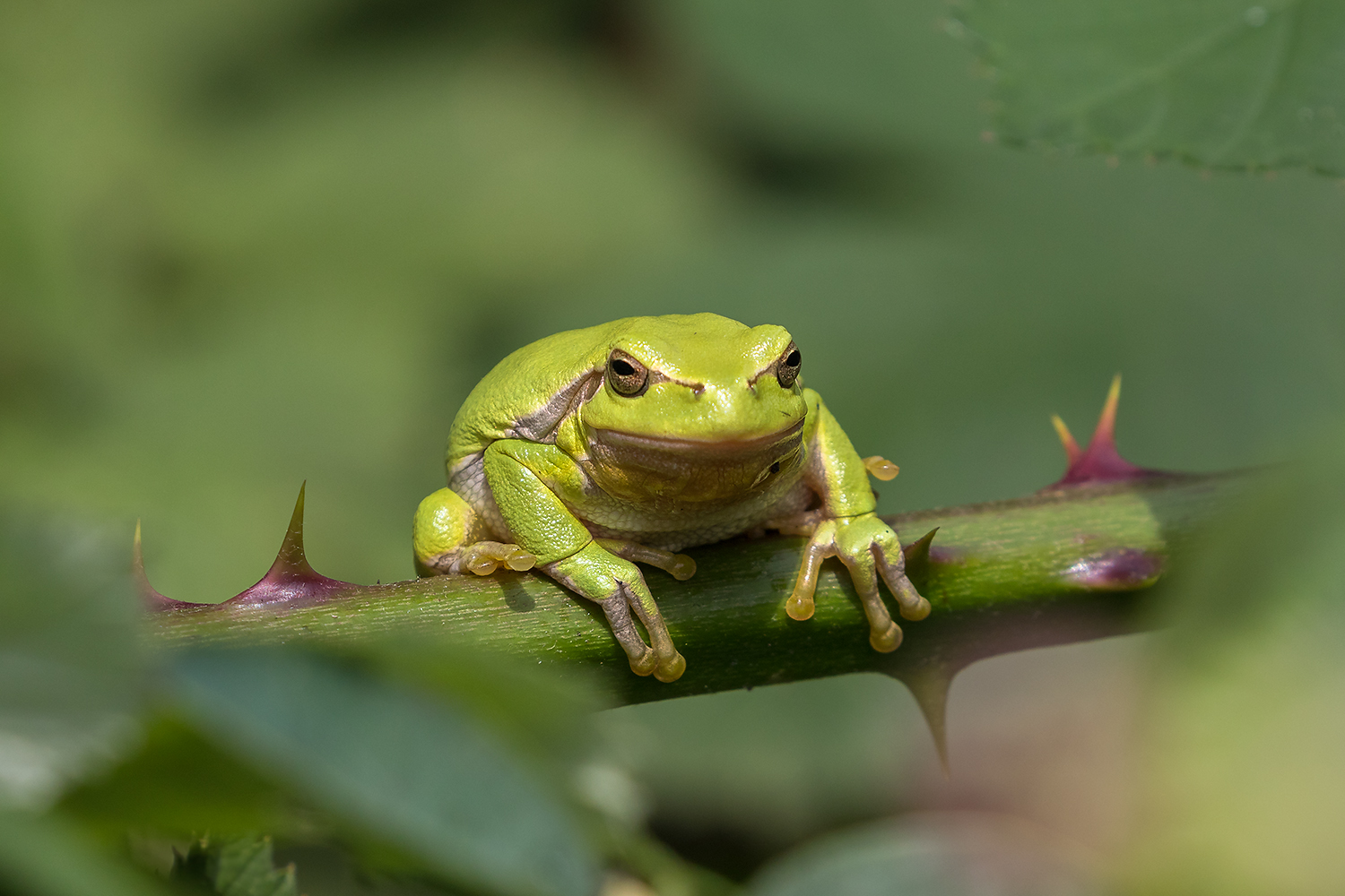 Europäischer Laubfrosch