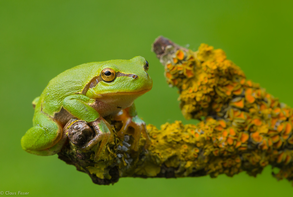 Europäischer Laubfrosch