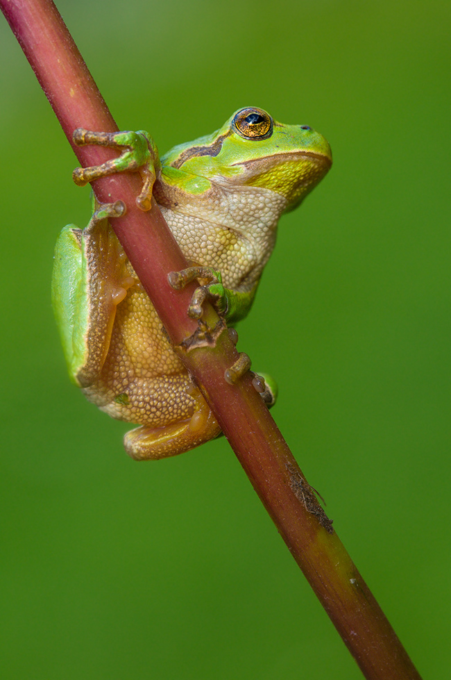 Europäischer Laubfrosch