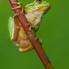 Europäischer Laubfrosch