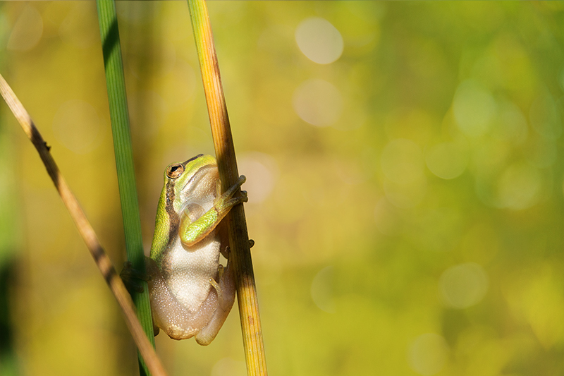 Europäischer Laubfrosch