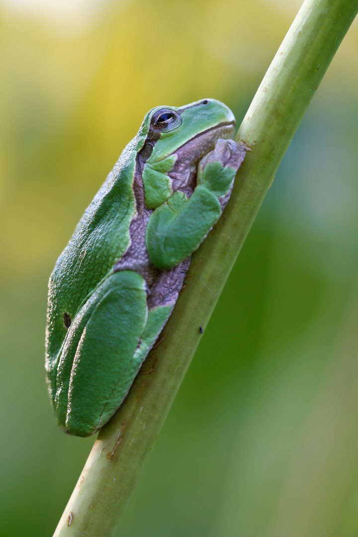 Europäischer Laubfrosch