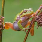 Europäischer Laubfrosch**