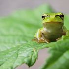 Europäischer Laubfrosch 