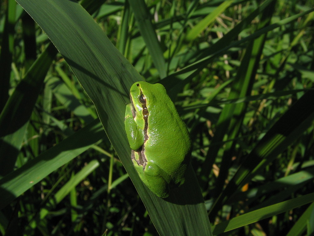 Europäischer Laubfrosch