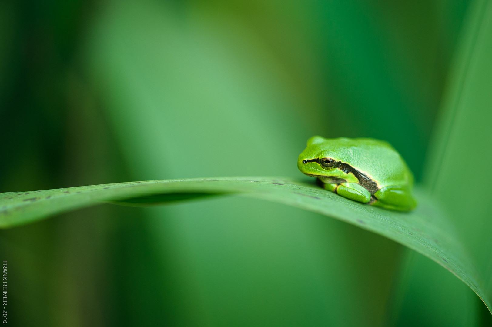 Europäischer Laubfrosch